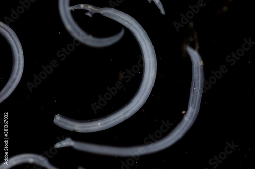 Schistosoma is a genus of trematodes, commonly known as blood flukes for education in laboratory. photo