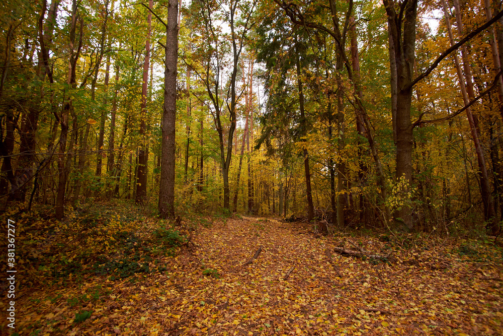 Obraz premium Autumn forest strewn with yellow leaves.