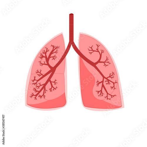 Lungs. Vector illustration
