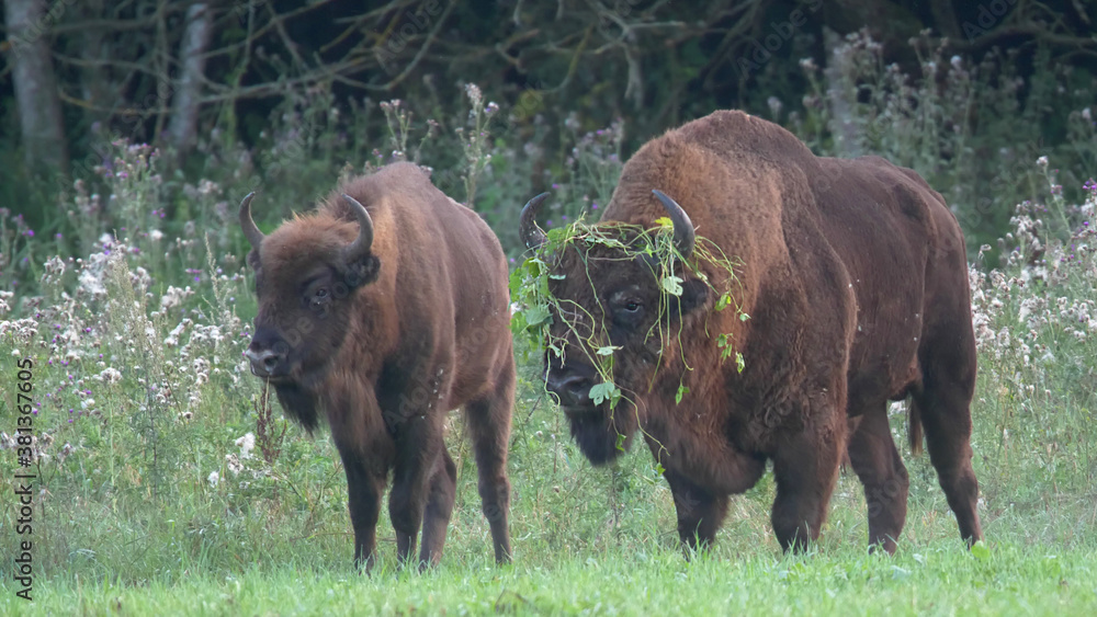 European bison. Wild animals. Male near female in rutting season. Bull, bison bonasus European bison. Wild animals. Male near female in rutting season. Bull, bison bonasus