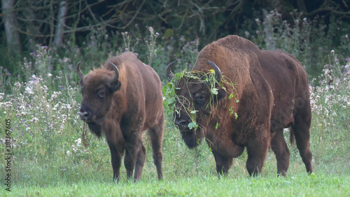 European bison. Wild animals. Male near female in rutting season. Bull, bison bonasus