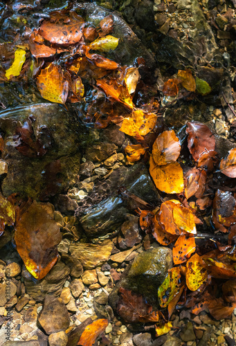 Fallen autumn colored leaves floating in a stream.
