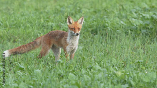 Red fox in grass. Wild animal, Vulpes vulpes