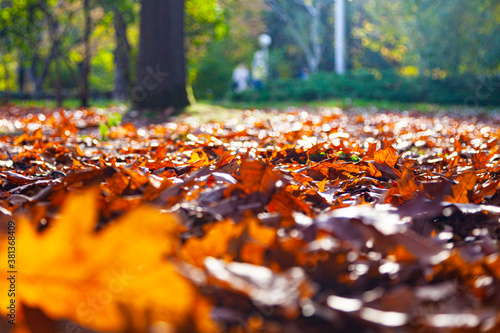 Autumn oak leaves on the ground.