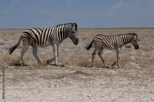 Zebra mit Kalb in Savanne unterwegs vor blauem Himmel im Etosha Nationalpark, Namibia
