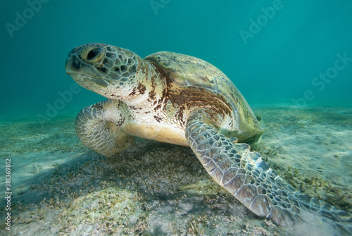Green Turtle ( Chelonia mydas ) Red Sea Endangered species © Dietmar