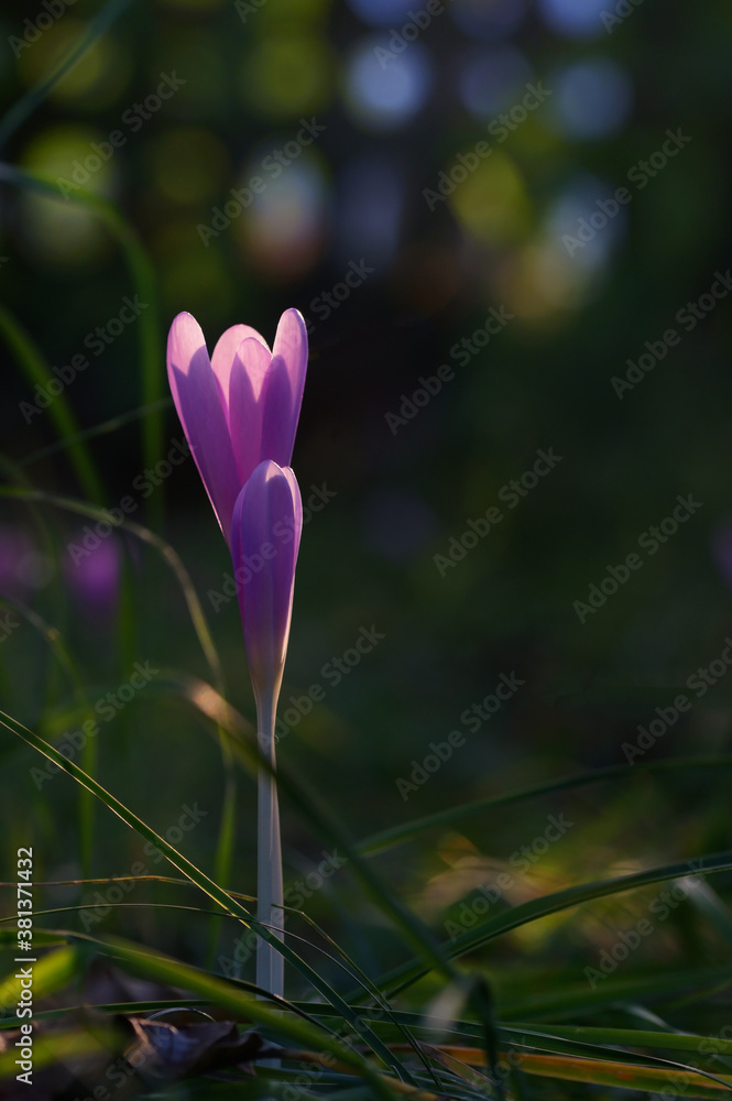 Wild crocus (Crocus tommasinianus) blooming Wild crocus (Crocus tommasinianus) blooming