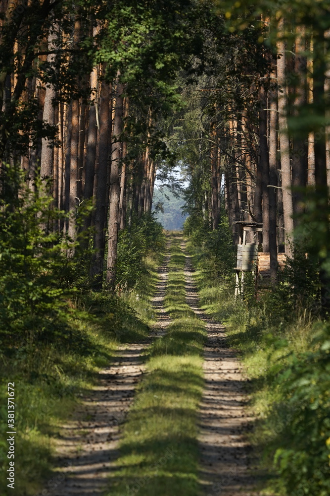 Waldweg durch Kiefernwald