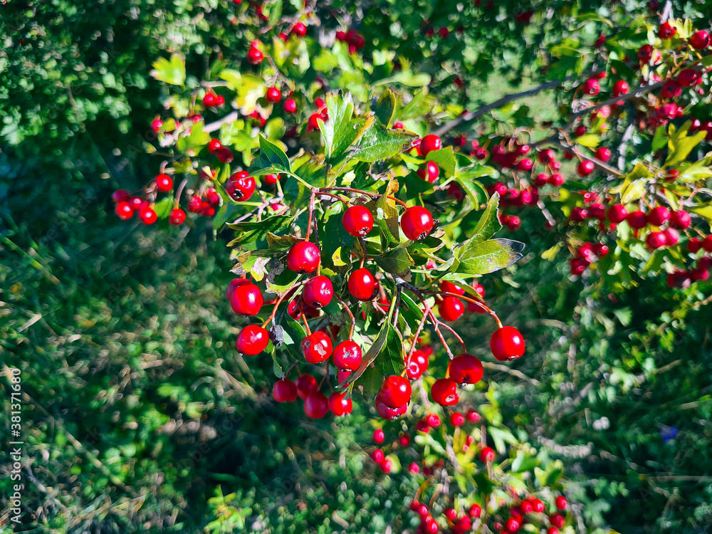 Botany, Hawthorn Bush