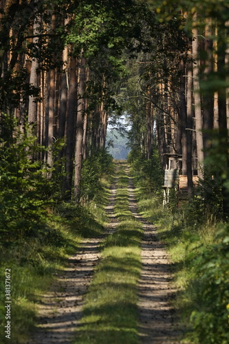 Obraz na płótnie Waldweg durch Kiefernwald w salonie