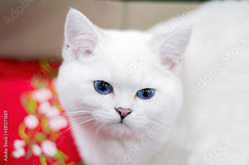 White, short haired cat with blue eyes. Close up shot.