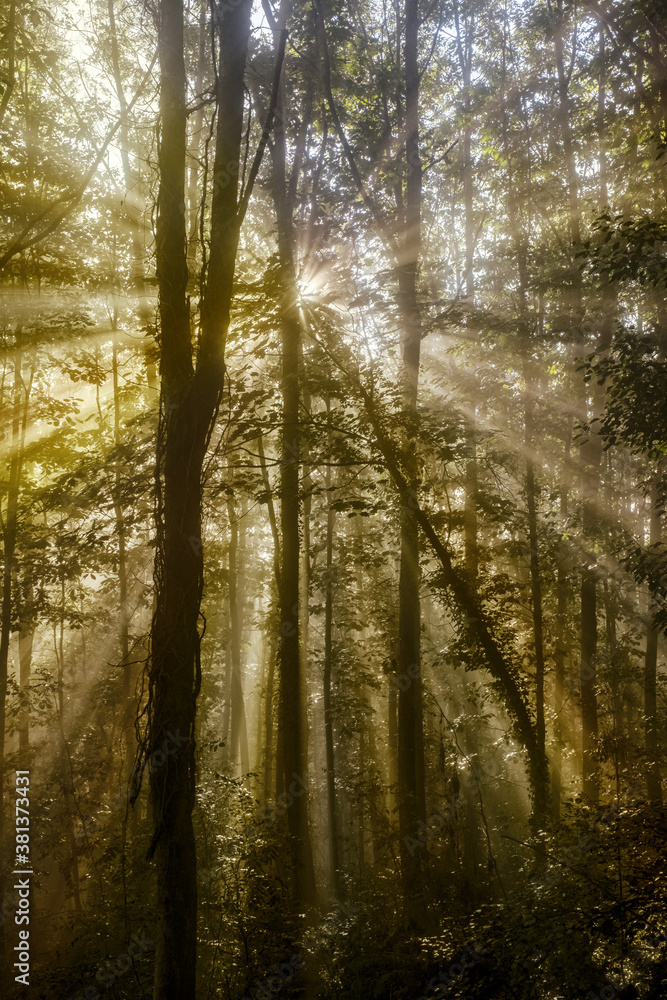 Fototapeta premium Fog with the sun between the trees, Euskadi