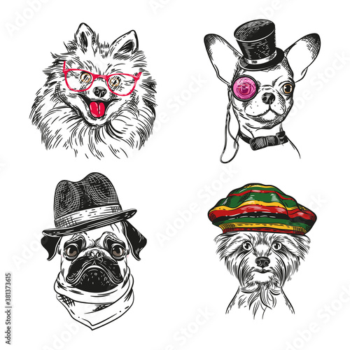 Dogs with various accessories. Chihuahua, pug, Yorkshire terrier and pomeranian dog.