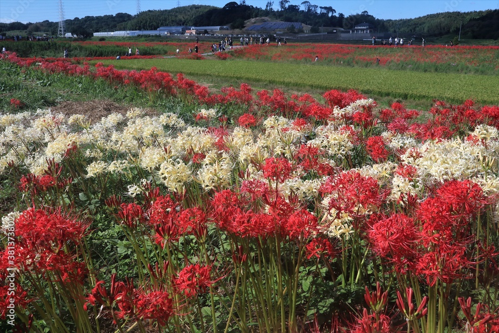 矢勝川の彼岸花