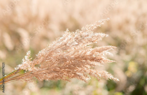reed layer, reed seeds. Golden reed grass in the fall in the sun. Abstract natural background. Beautiful pattern with neutral colors. Minimal, stylish, trend concept.