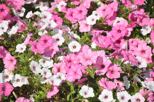 City flowers. Beautiful pink flowers.