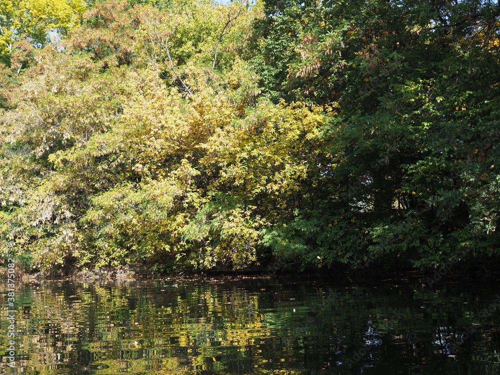 Autumn city park. Park in the fall. Ducks swim in the pond. Bright autumn trees in the park. Sunny day. Light breeze. Autumn city park. Park in the fall. Ducks swim in the pond. Bright autumn trees in the park. Sunny day. Light breeze.