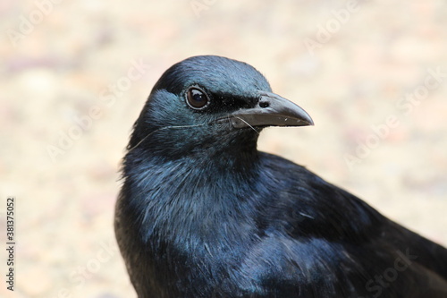Red-winged Starling portrait  Cape Town  South Africa