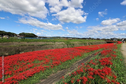 矢勝川の彼岸花