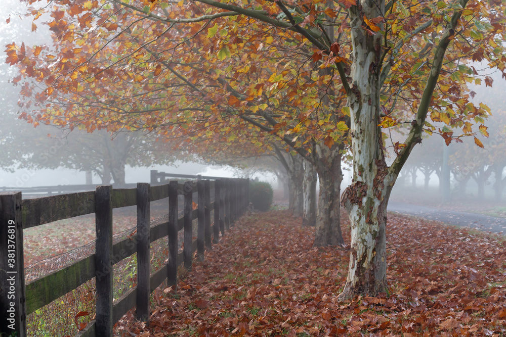 Rows of trees on foggy autumn morning in rural countryside