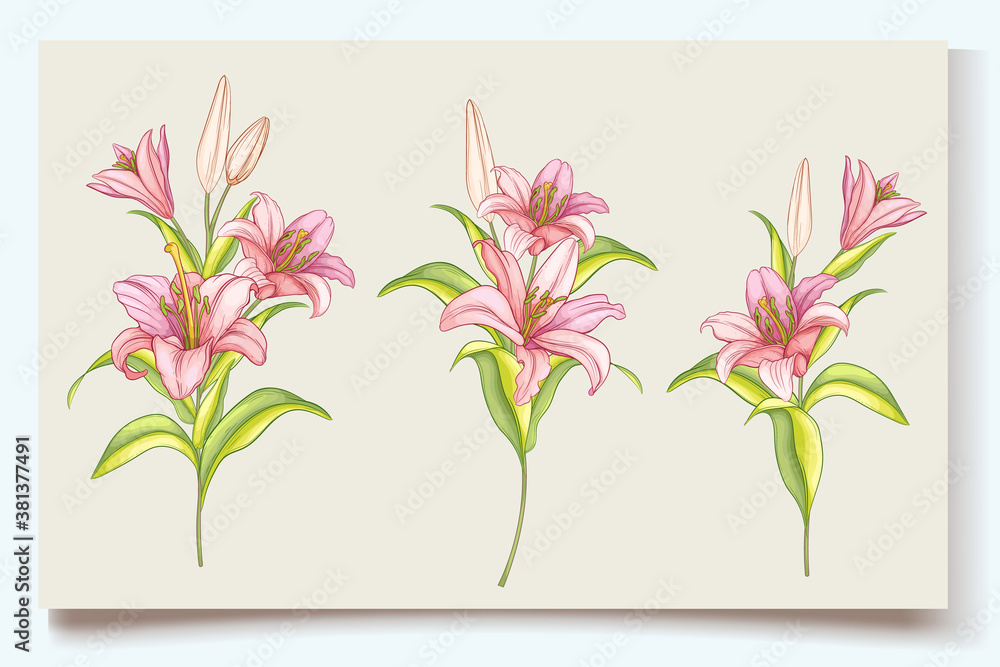 Obraz premium Hand draw beautiful lily flowers