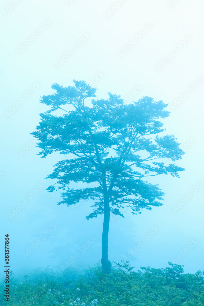 霧の森 霧の森