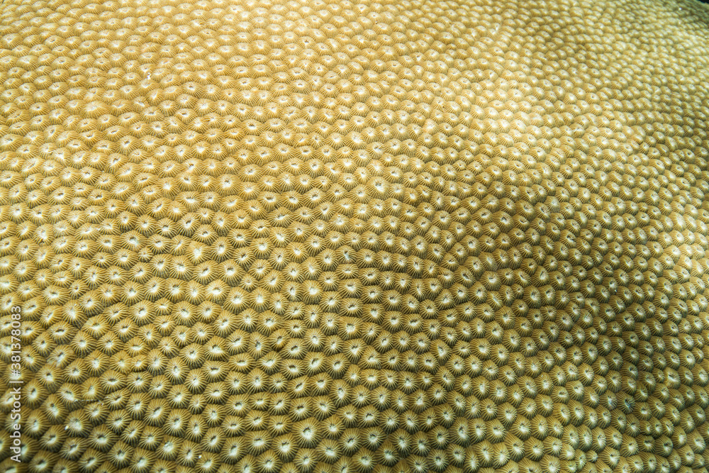 Coral close up underwater on the great barrier reef while scuba diving
