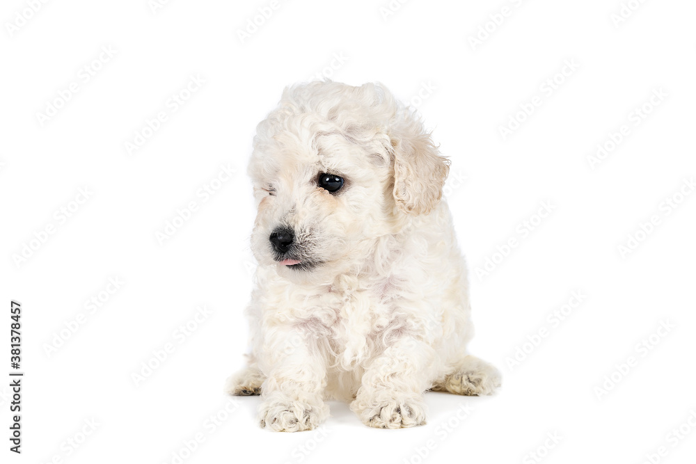 Obraz premium Small miniature toy poodle with white curly fur against white background