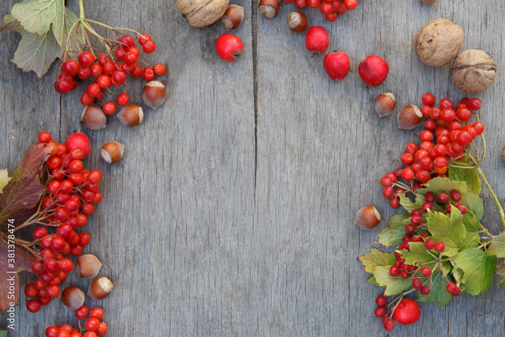 Fresh ripe red viburnum, kalina branch, nuts on wooden background Fresh ripe red viburnum, kalina branch, nuts on wooden background