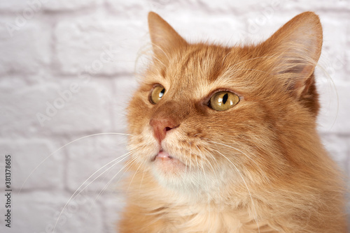 portrait of an adult red cat, sad emotion, white background © nndanko