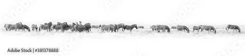 Zebras herd white background isolated  black and white art border  striped animal pattern  african wild nature landscape  monochrome wallpaper  decorative ornament  frame  banner design  trendy print