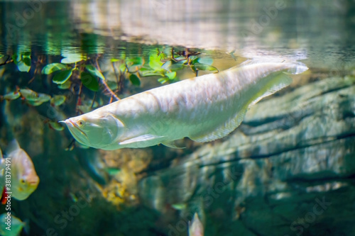 A large  white fish dives under the water. In the background are views of rock  small fish and leaves. Arovanas relic  prehistoric fish.