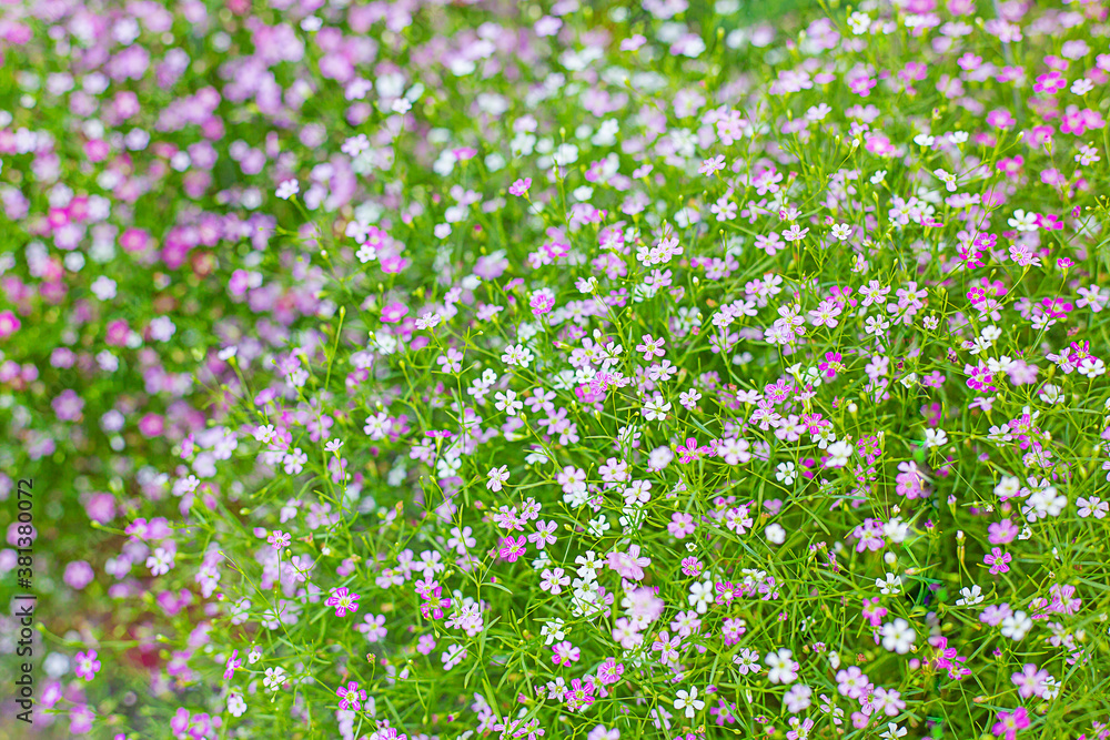 Bush of pink and red Gypsophila flower.