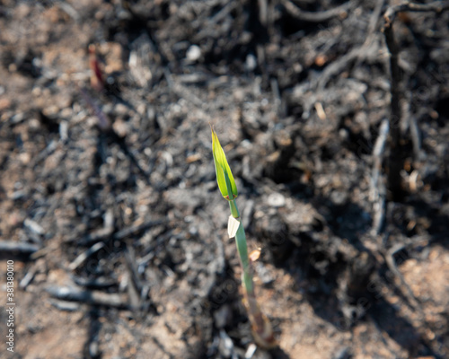 young green sprout of reeds against the background of burnt soil in the field and fluff © Ambartsumian