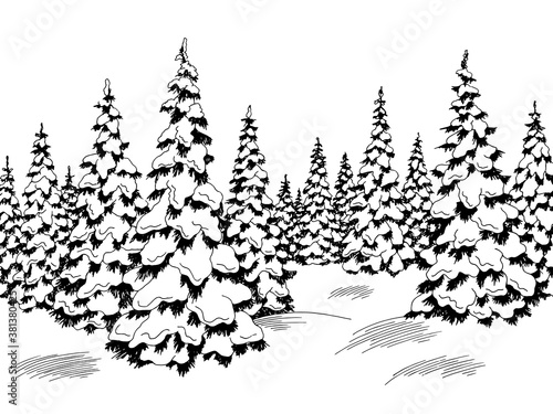 Winter forest graphic black white fir tree landscape sketch illustration vector