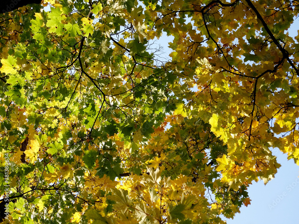 yellow leaves yellow leaves