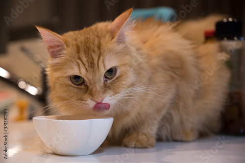 キッチンカウンターで食事する猫（マンチカン）