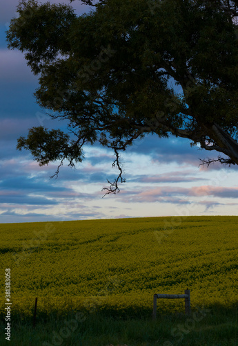 canola field with a tree