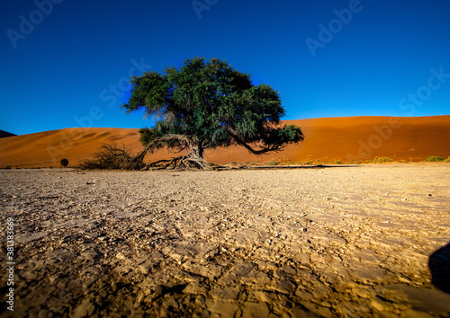 Vegetation in the Namib Desert in Sossusvlei