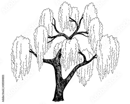 Willow tree graphic black white isolated sketch illustration vector