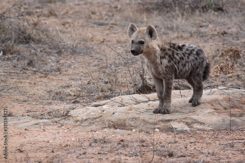 Baby Spotted Hyena (Crocuta crocuta)