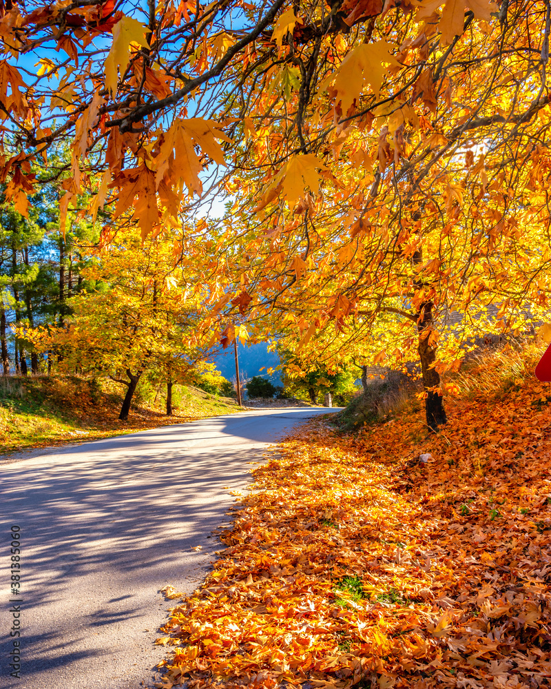 Naklejka premium Empty road leading through fall foliage at aristi village zagori ! During Peak Foliage season.