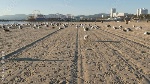 Sea gulls on sunny sandy california beach, classic ferris wheel in amusement park on pier in Santa Monica pacific ocean resort. Summertime iconic view, symbol of Los Angeles, CA USA. Travel concept.