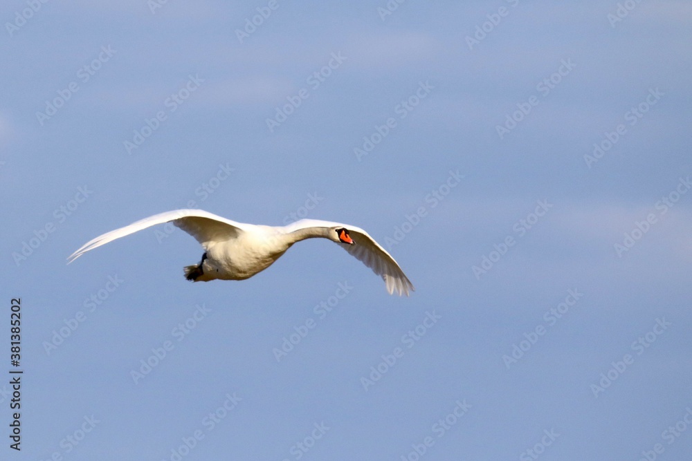 Obraz premium labedz niemy