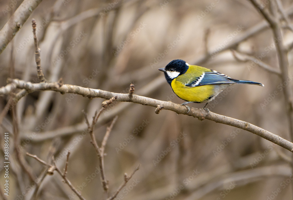 Green backed Tit bird at Phobjika Bhutan Green backed Tit bird at Phobjika Bhutan