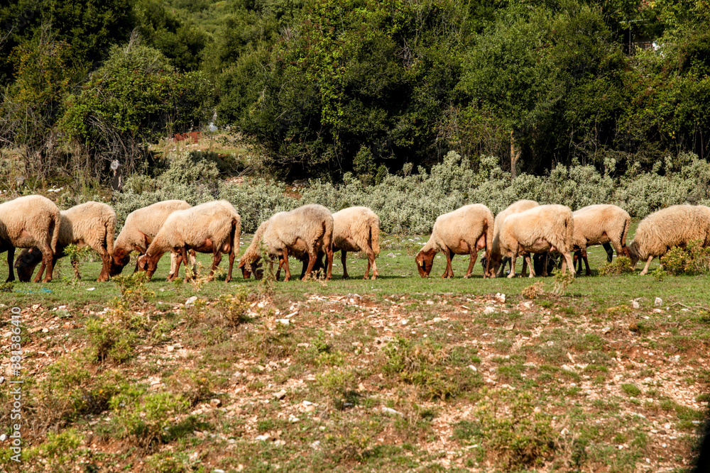 sheep in a row graze on the grass sheep in a row graze on the grass