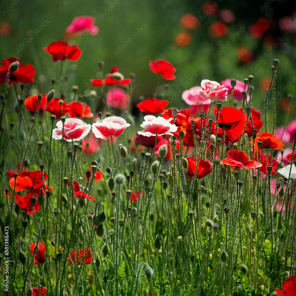 Pink poppy on a wonderful background.Single pink. Selection poppies.Pink, tender, air, life-giving  poppy.Pink poppies at their summer cottage.The format is square.