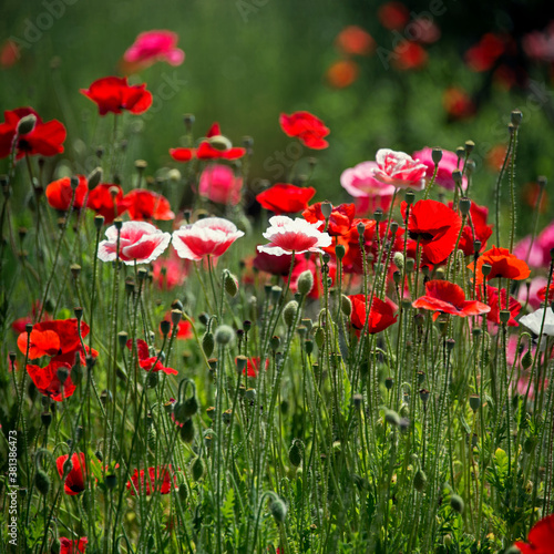Pink poppy on a wonderful background.Single pink. Selection poppies.Pink, tender, air, life-giving poppy.Pink poppies at their summer cottage.The format is square.
