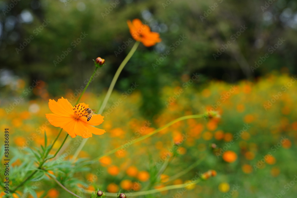 Cosmos sulphureus flowers are blooming at a park in Tokyo, Japan. Golden cosomos, yellow cosmos. Japanese name is 