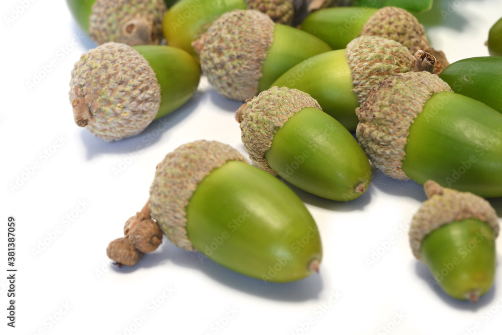 closeup of acorns isolated on white background closeup of acorns isolated on white background